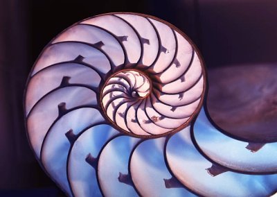 coquillage fractal hypnotique