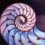coquillage fractal hypnotique